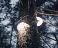 HUBS - unique lamps adapted to the forest space