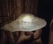 HUBS - unique lamps adapted to the forest space
