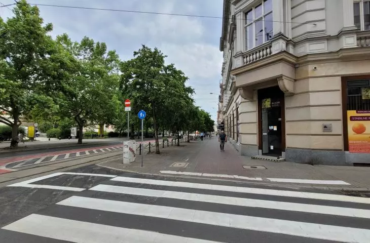 leszczyny na ul. 27 Grudnia w Poznaniu, które mają zostać zastąpione nowymi platanami  