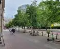 leszczyny na ul. 27 Grudnia w Poznaniu, wiele z nich ma szansę przetrwać 