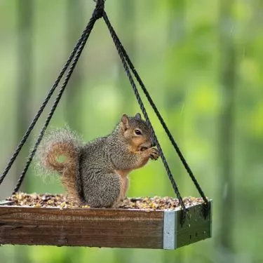 Let's remember to install a wildlife feeder 