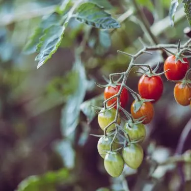 Autumn is the time for harvesting vegetables and fruits