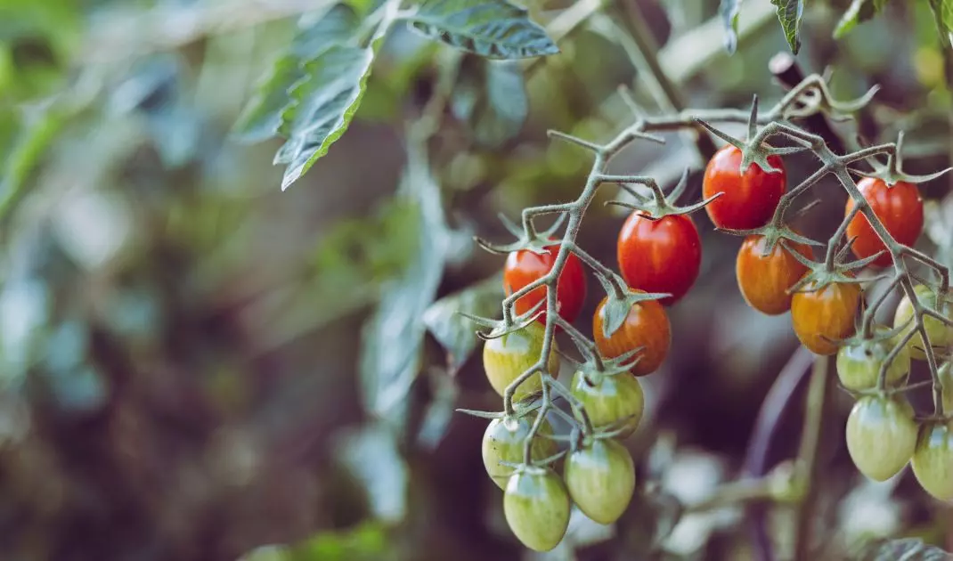 Autumn is the time for harvesting vegetables and fruits