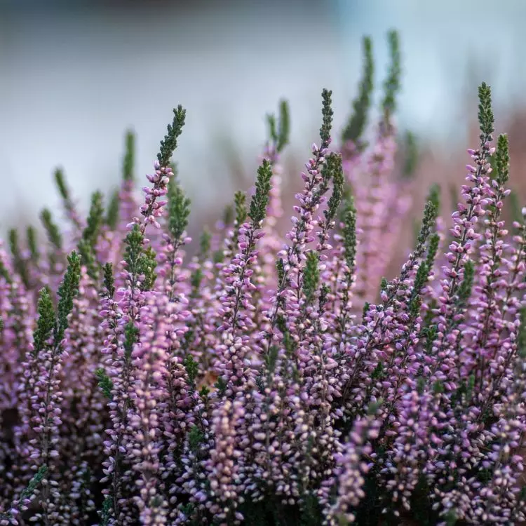 Heather is the perfect choice for an autumn garden