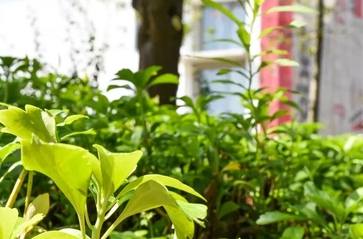 In the selection of greenery, diversity was important