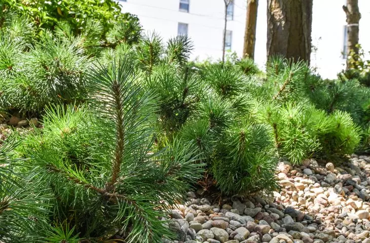 In the selection of greenery, diversity was important