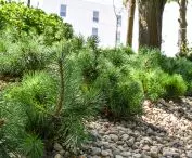 In the selection of greenery, diversity was important
