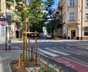 New greenery and trees on Małeckiego Street, Poznań