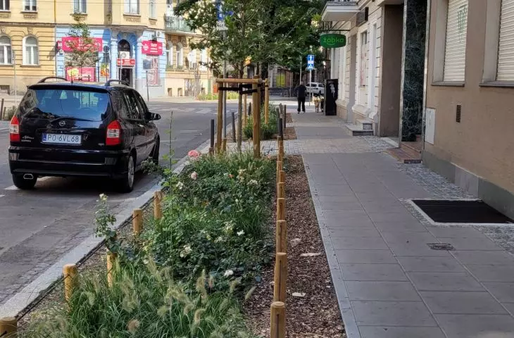 New greenery and trees on Małeckiego Street, Poznań