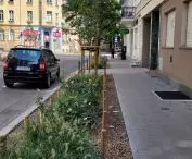 New greenery and trees on Małeckiego Street, Poznań