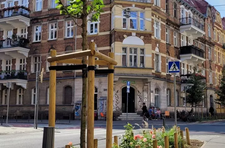 New greenery and trees on Małeckiego Street, Poznań