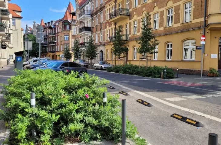 New greenery and trees on Małeckiego Street, Poznań