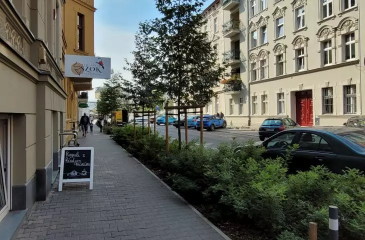 New greenery and trees on Małeckiego Street, Poznań