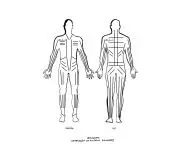 Bodynamic; illustration based on Bodymaps