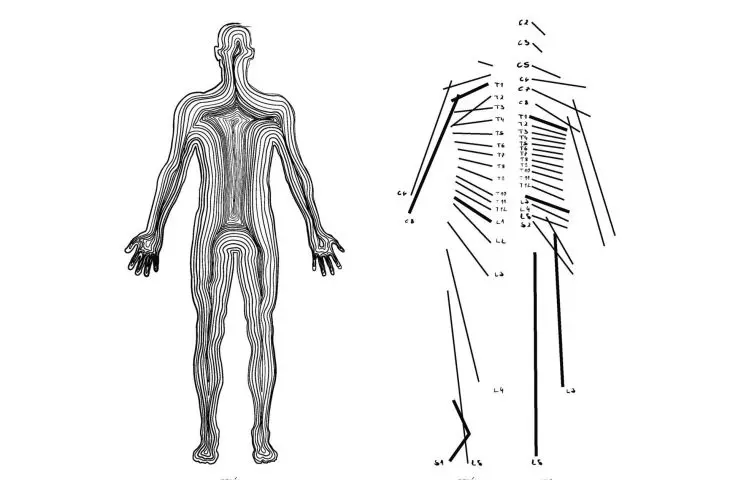 Somatognosy, identification of body diagram Dermatomes; illustration based on anatomical diagrams 