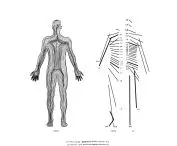 somatognozja, identyfikacja schematu ciała Dermatomy; ilustracja na podstawie schematów anatomicznych 
