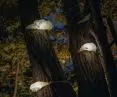 HUBS - unique lamps adapted to the forest space