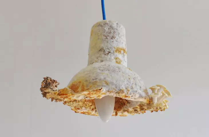 lamp made of mushroom