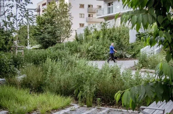 PoPo park has plantings of weeds, among other things