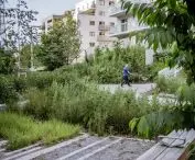 PoPo park has plantings of weeds, among other things