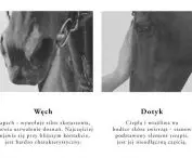 inspirations