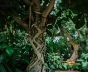 Olivia Garden