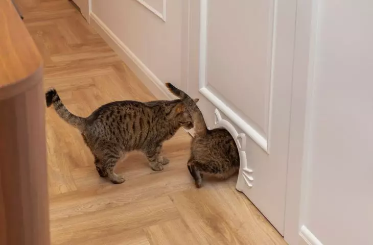 Cat passage