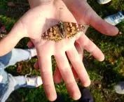Gdansk Butterfly Gardens, garden design and workshops: Joanna Paniec