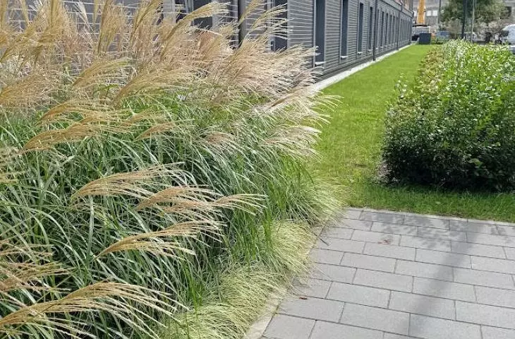 Greenery next to a residential building in Gdańsk, design: Joanna Paniec