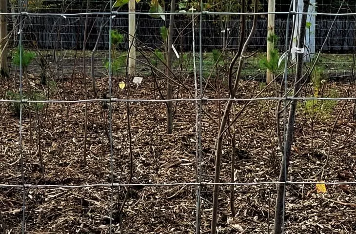 Two pocket forests were planted in Poznań