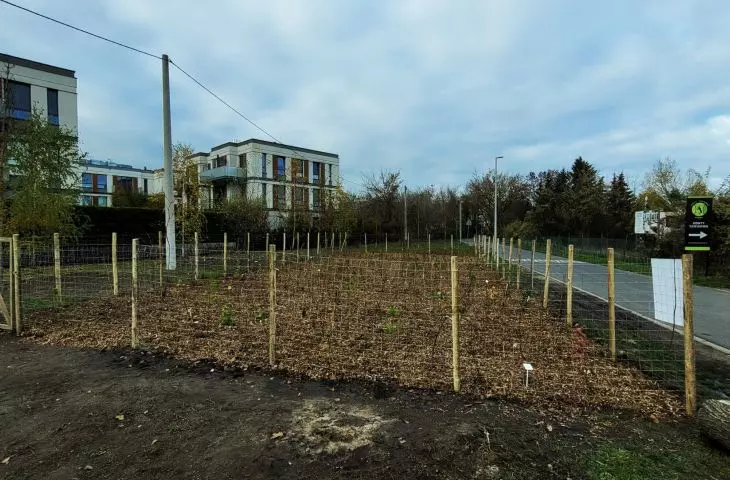 Pocket forest in Poznan - corner of Piastowska and Bielniki Streets