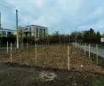 Pocket forest in Poznan - corner of Piastowska and Bielniki Streets