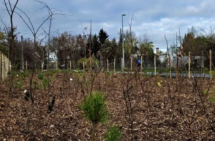 Pocket forest in Poznan - corner of Piastowska and Bielniki Streets