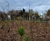 Pocket forest in Poznan - corner of Piastowska and Bielniki Streets
