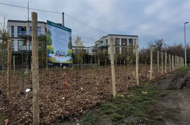 Pocket forest in Poznan - corner of Piastowska and Bielniki Streets