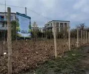 Pocket forest in Poznan - corner of Piastowska and Bielniki Streets