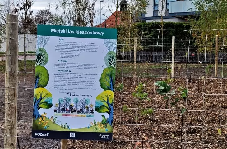 Pocket forest in Poznan - corner of Piastowska and Bielniki Streets