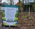 Pocket forest in Poznan - corner of Piastowska and Bielniki Streets