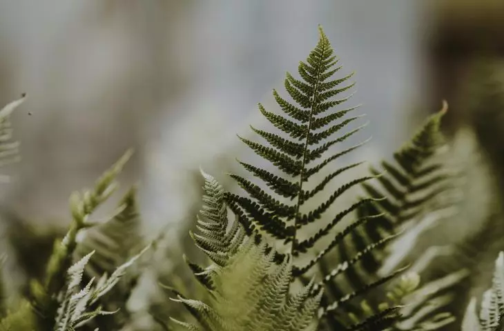 Ta roślina pochłania formaldehyd oraz szkodliwe promieniowanie emitowane przez komputery i telewizory Fot. Annie Spratt © UNSPLASH