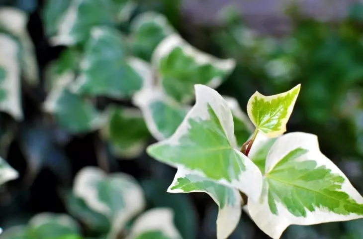 This plant can be grown even in rooms with little light Photo: Ivan Pergasi © UNSPLASH